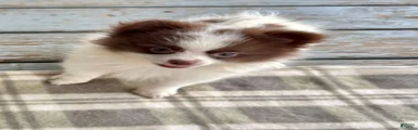 Pomeranian 1. Bandit