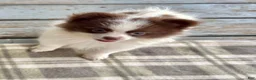 Pomeranian dogs for sale: Pomeranian 1. Bandit - Ad 1