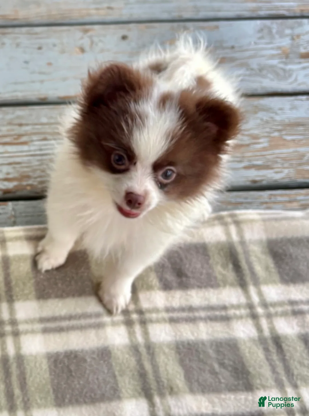 Pomeranian dogs for sale: Pomeranian 1. Bandit - Ad 1