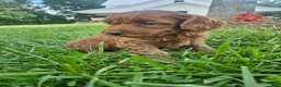 Cavapoo dogs for sale: Jet - Ad 3