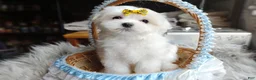 Maltese dogs for sale: Korean Frost - Ad 2