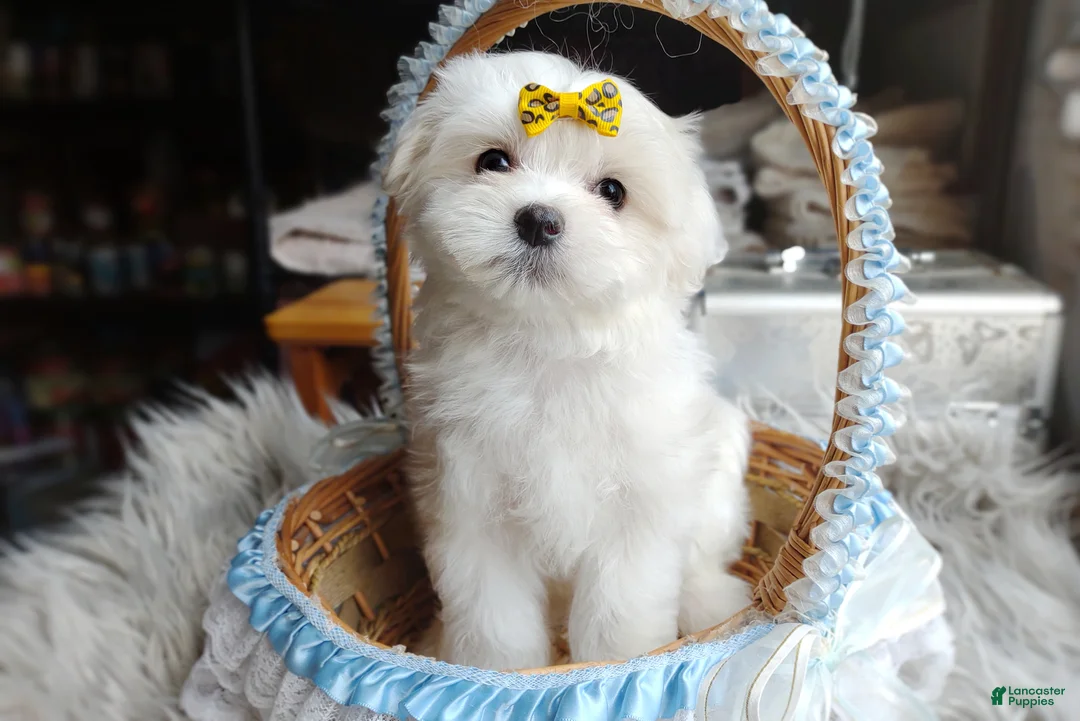 Maltese dogs for sale: Korean Frost - Ad 2