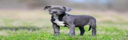 Mixed Breed dogs for sale: JayJay - Blue European Doberdane BLUE! - Ad 3