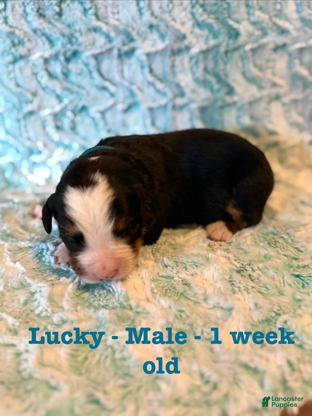 Bernese Mountain Dog dogs for sale: Lucky - Ad 1