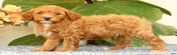 Cavapoo dogs for sale: AJ - Ad 4