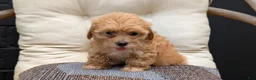 Havapoo dogs for sale: Bridget - Ad 6