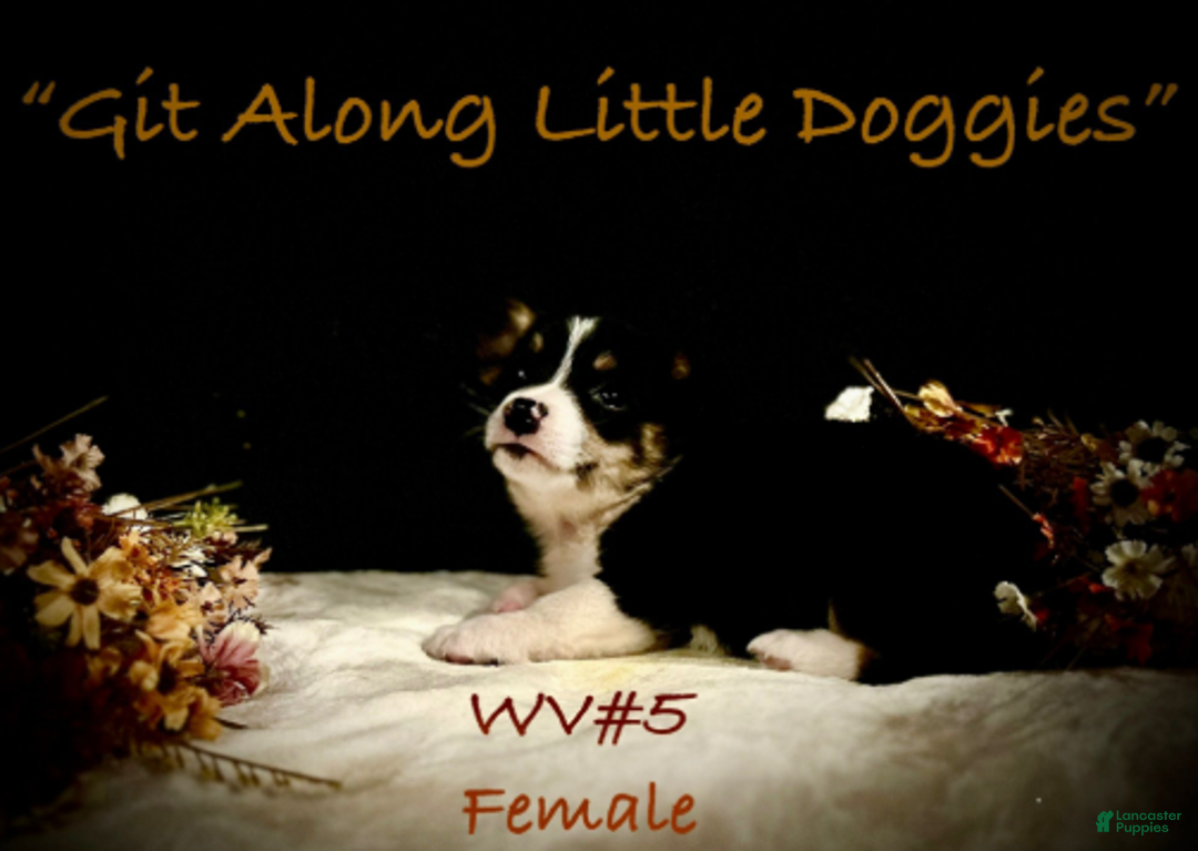 Welsh Corgi Pembroke dogs for sale: WV#4 - Ad 3