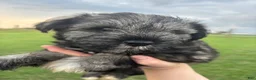 Miniature Schnauzer dogs for sale: Miniature Schnauzer 2 - Ad 4