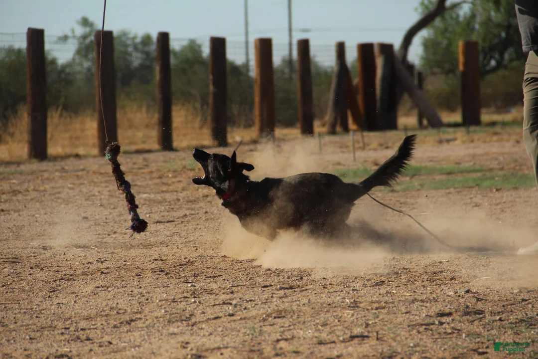 Dutch Shepherd dogs for sale: Dutch brindle F - Ad 10