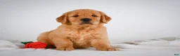 Golden Retriever dogs for sale: Rocky - Ad 6