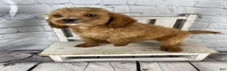 Cockapoo dogs for sale: Moose - Ad 8
