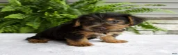 Yorkshire Terrier dogs for sale: Cassie - Ad 4