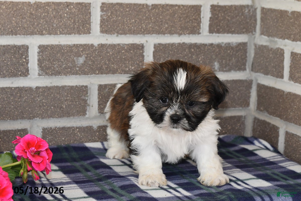 Shih Tzu dogs Kyle - Ad 2