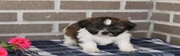 Shih Tzu dogs for sale: Kyle - Ad 2
