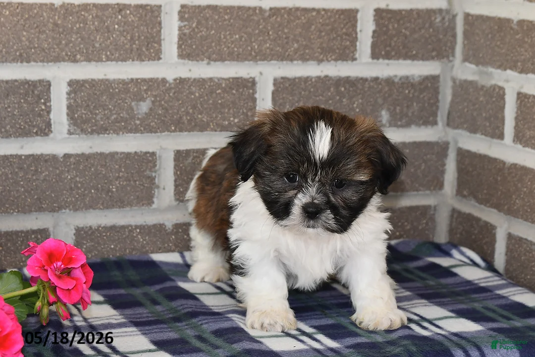 Shih Tzu dogs for sale: Kyle - Ad 2