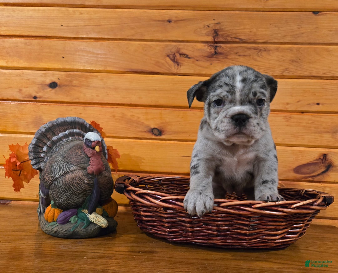 French Bulldog dogs for sale: Faith - Ad 2