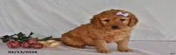 Mini Goldendoodle dogs for sale: Letty - Ad 3