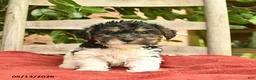 Yorkiepoo dogs for sale: Cheif  - Ad 4