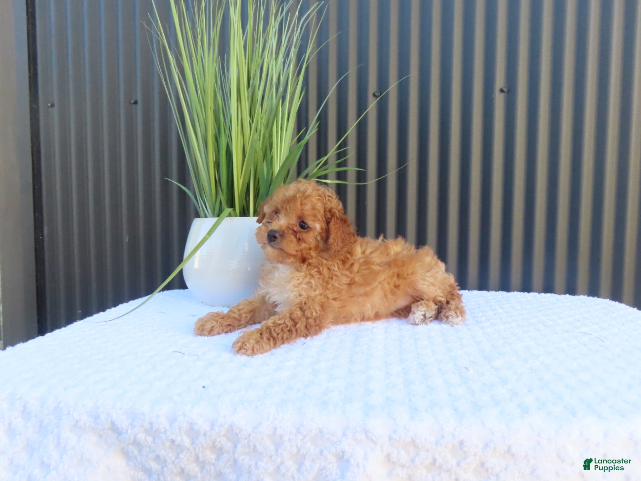 Toy Poodle dogs for sale: Bailey - Ad 7