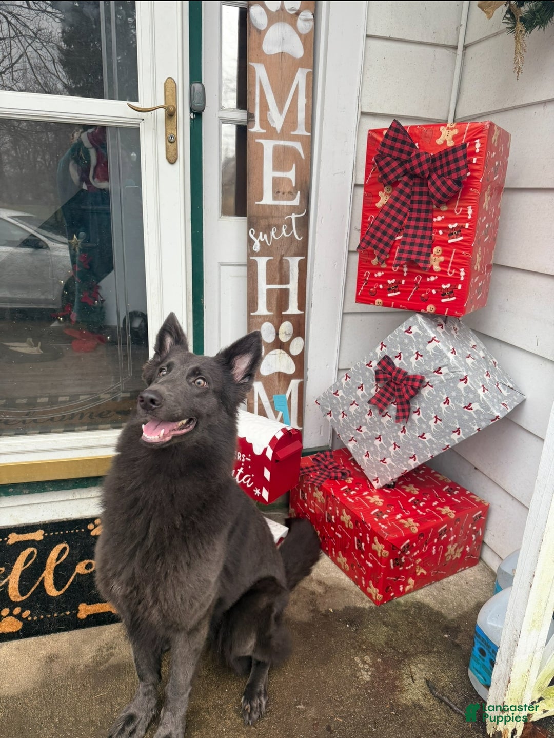 German Shepherd dogs for sale: Candy - Ad 4