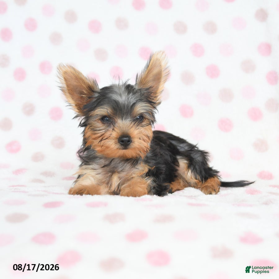 Yorkshire Terrier dogs Quilla - Ad 2