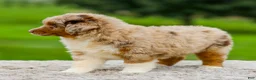 Miniature Australian Shepherd dogs for sale: Gavin - Ad 2