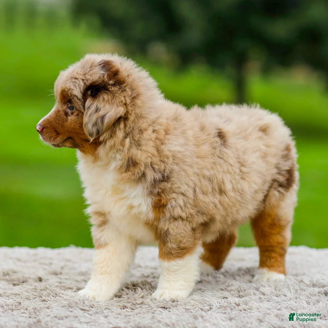 Miniature Australian Shepherd dogs for sale: Gavin - Ad 2