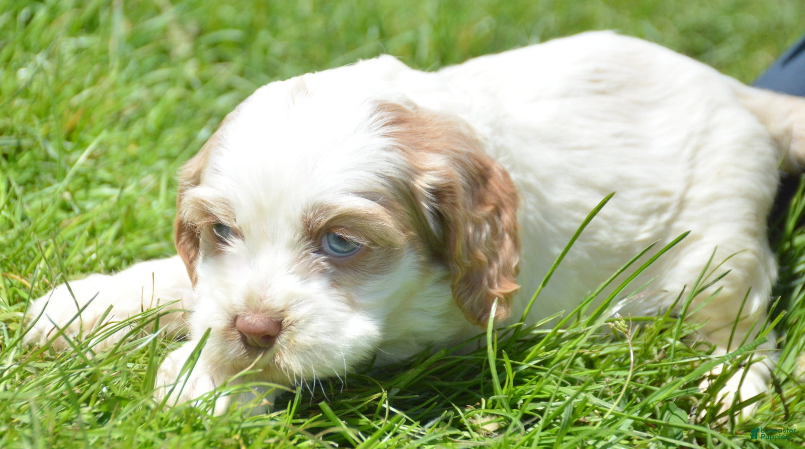 Cockapoo dogs Cockapoo Carla - Ad 22