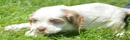 Cockapoo dogs for sale: Cockapoo Carla - Ad 2