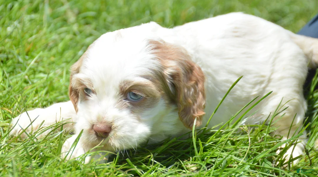 Cockapoo dogs for sale: Cockapoo Carla - Ad 2