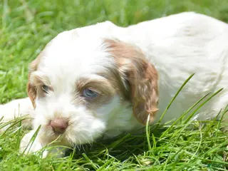 Cockapoo dogs Cockapoo Carla - Ad 22
