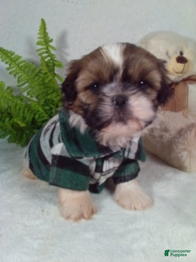 Shih Tzu dogs Riley - Ad 28