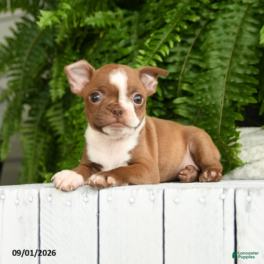 Boston Terrier dogs Athena - Ad 1