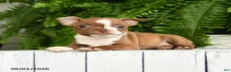 Boston Terrier dogs for sale: Athena - Ad 1