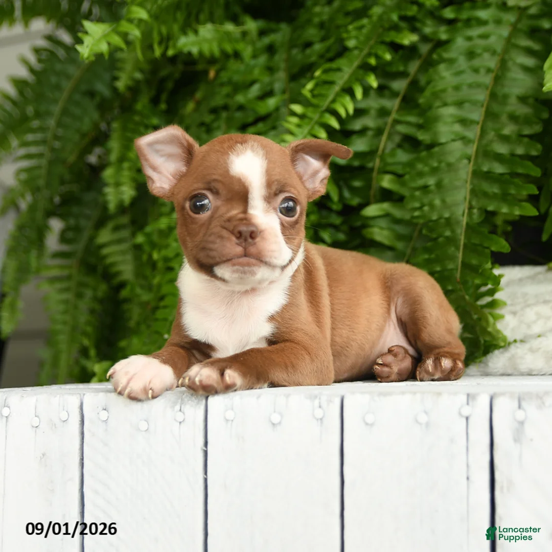 Boston Terrier dogs for sale: Athena - Ad 1