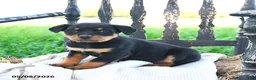 Rottweiler dogs for sale: Raider - Ad 1