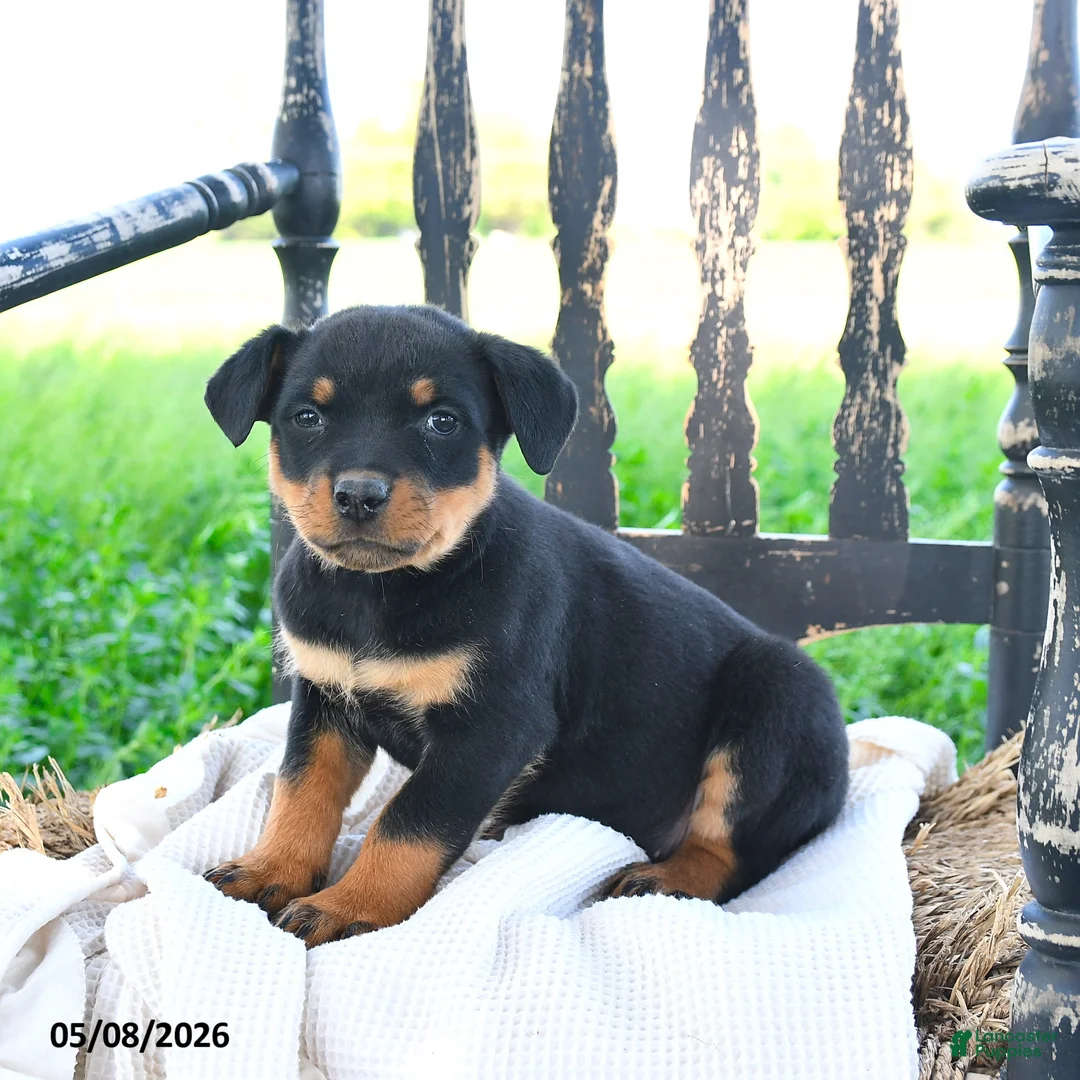 Rottweiler dogs for sale: Raider - Ad 1
