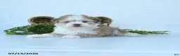 Havanese dogs for sale: Harley - Ad 3