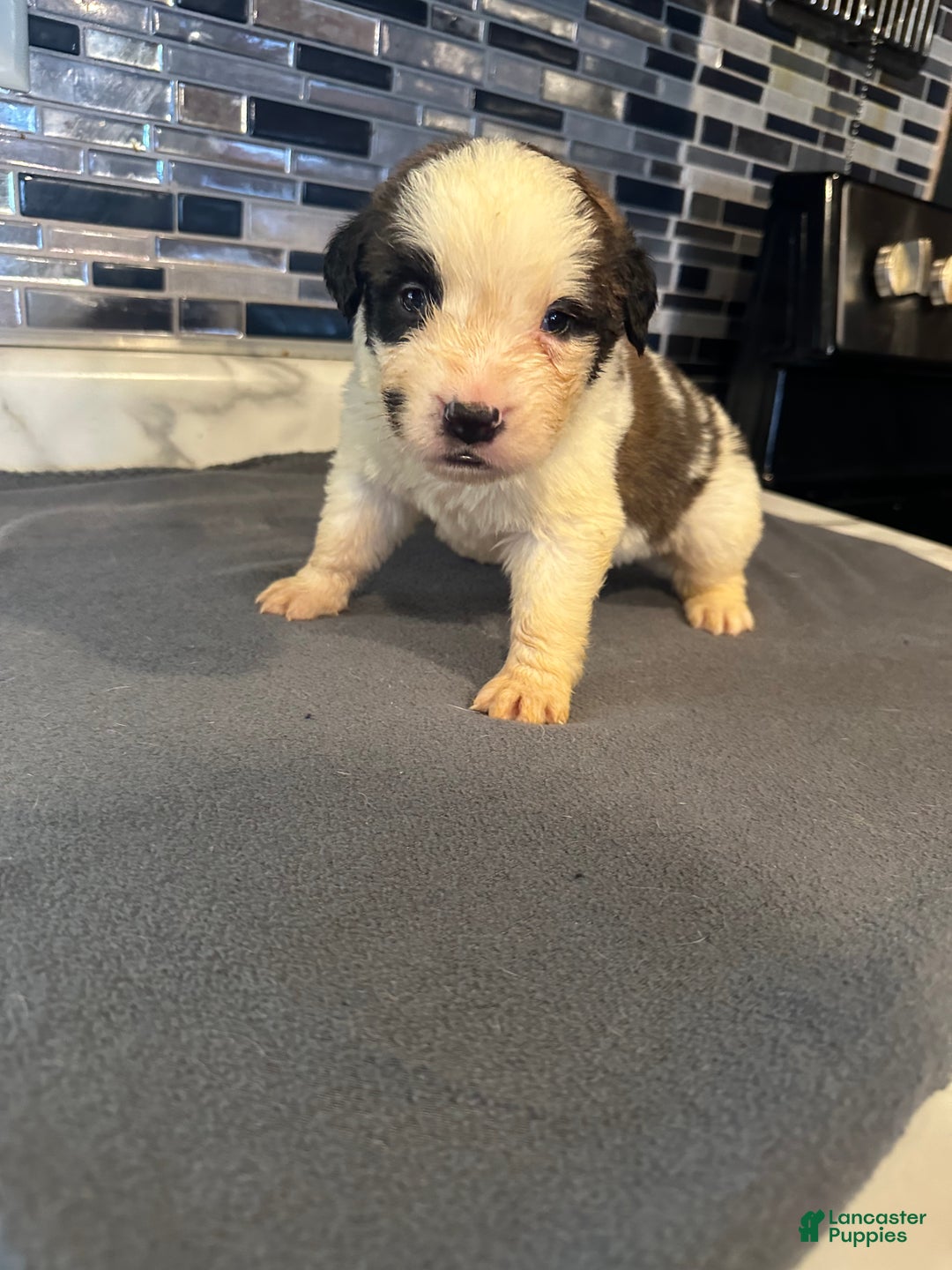 Saint Bernard dogs for sale: Puppy 3 - Ad 21