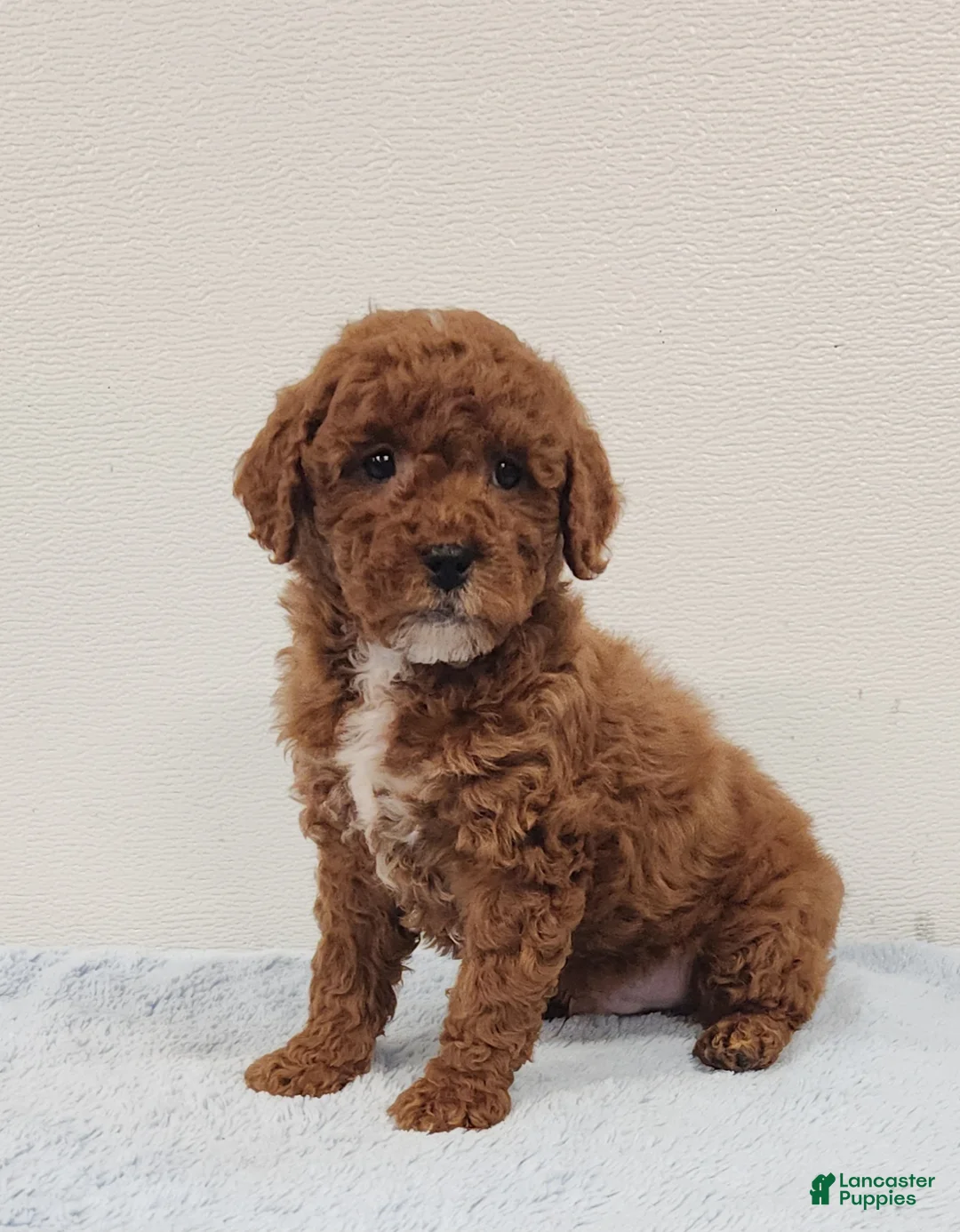 Mini Goldendoodle dogs for sale: Rocky - Ad 5