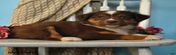 Miniature Australian Shepherd dogs for sale: Penny - Ad 2