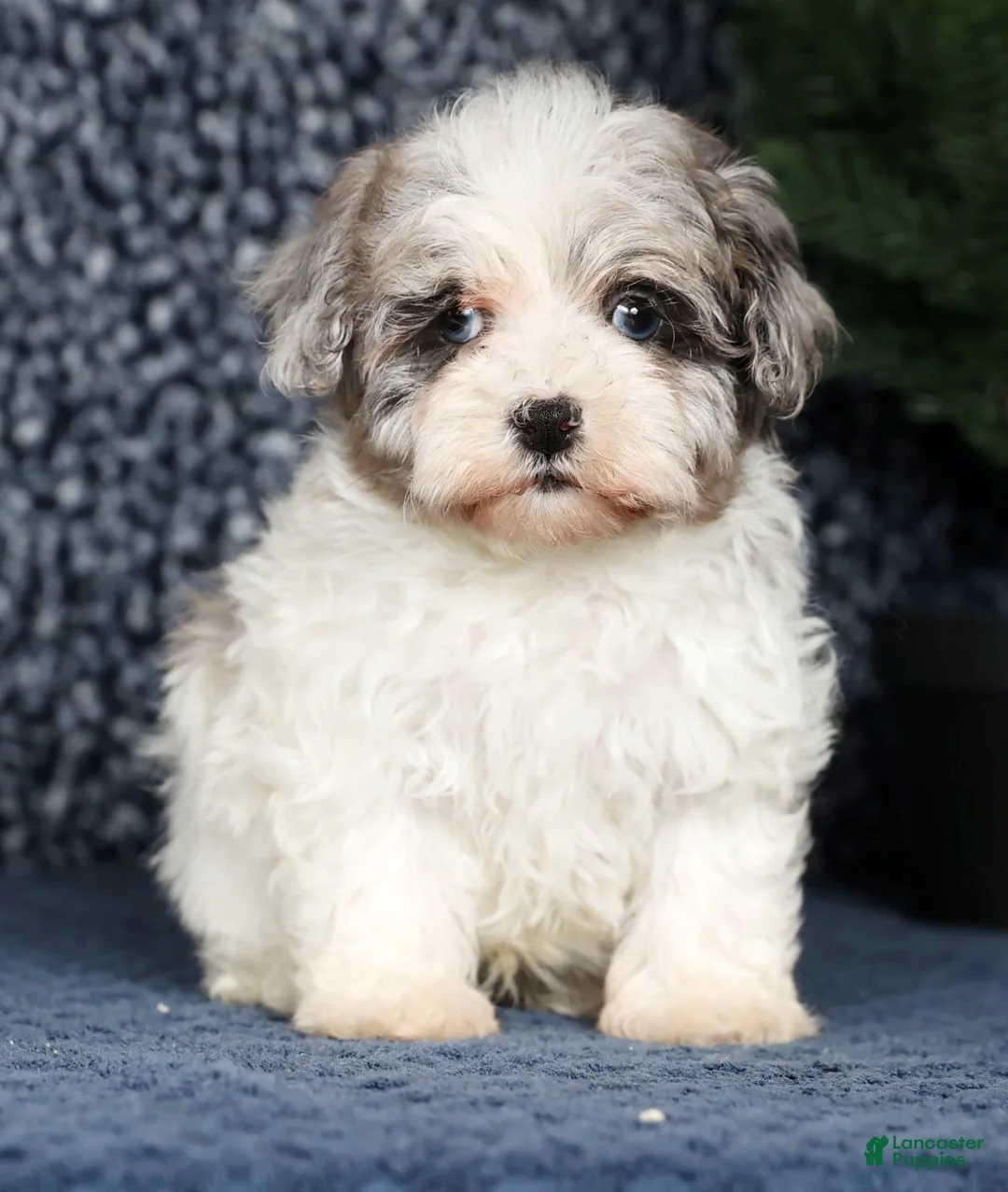 Havapoo dogs for sale: James - Ad 2