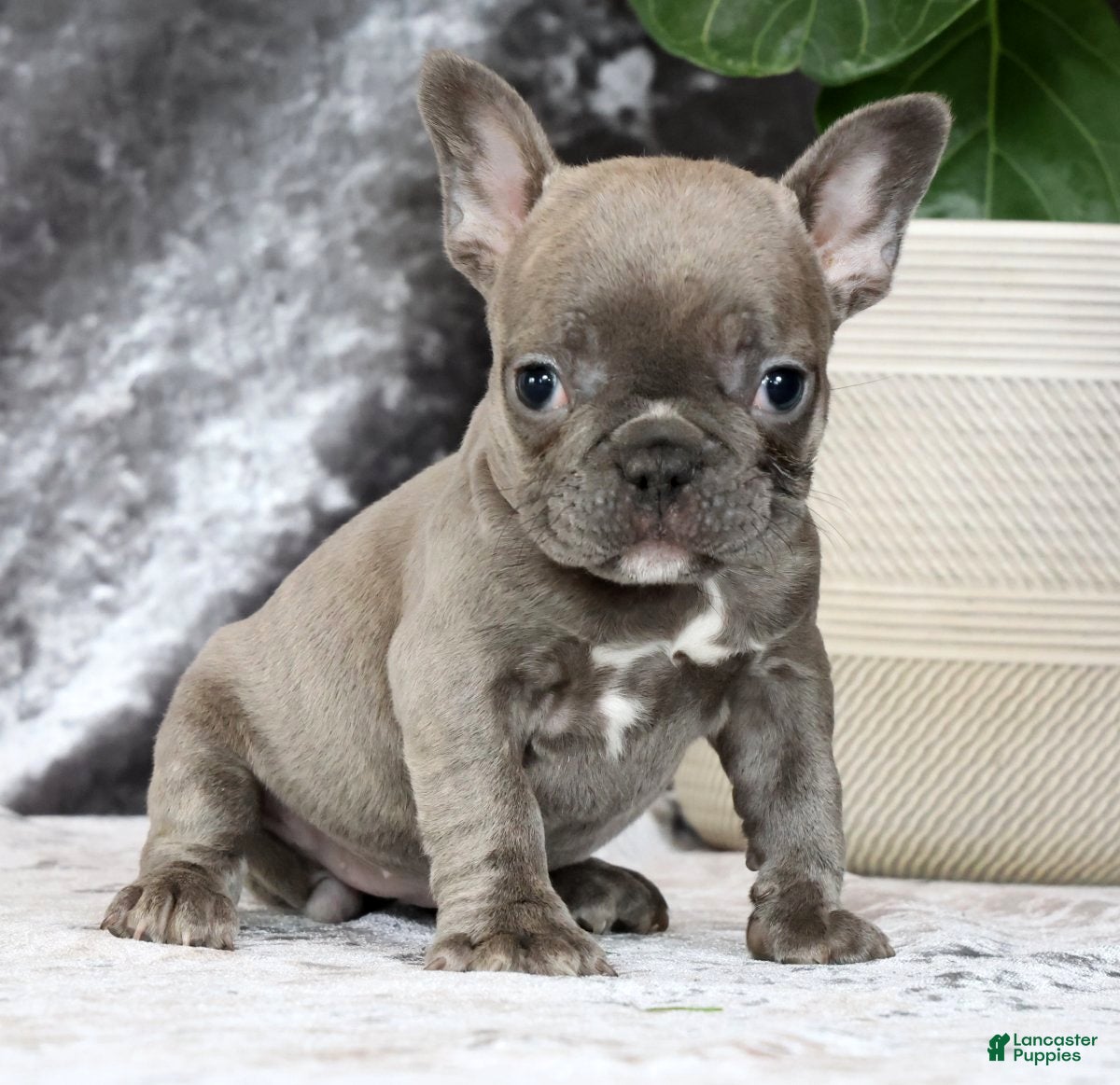 French Bulldog dogs Blossom - Ad 1