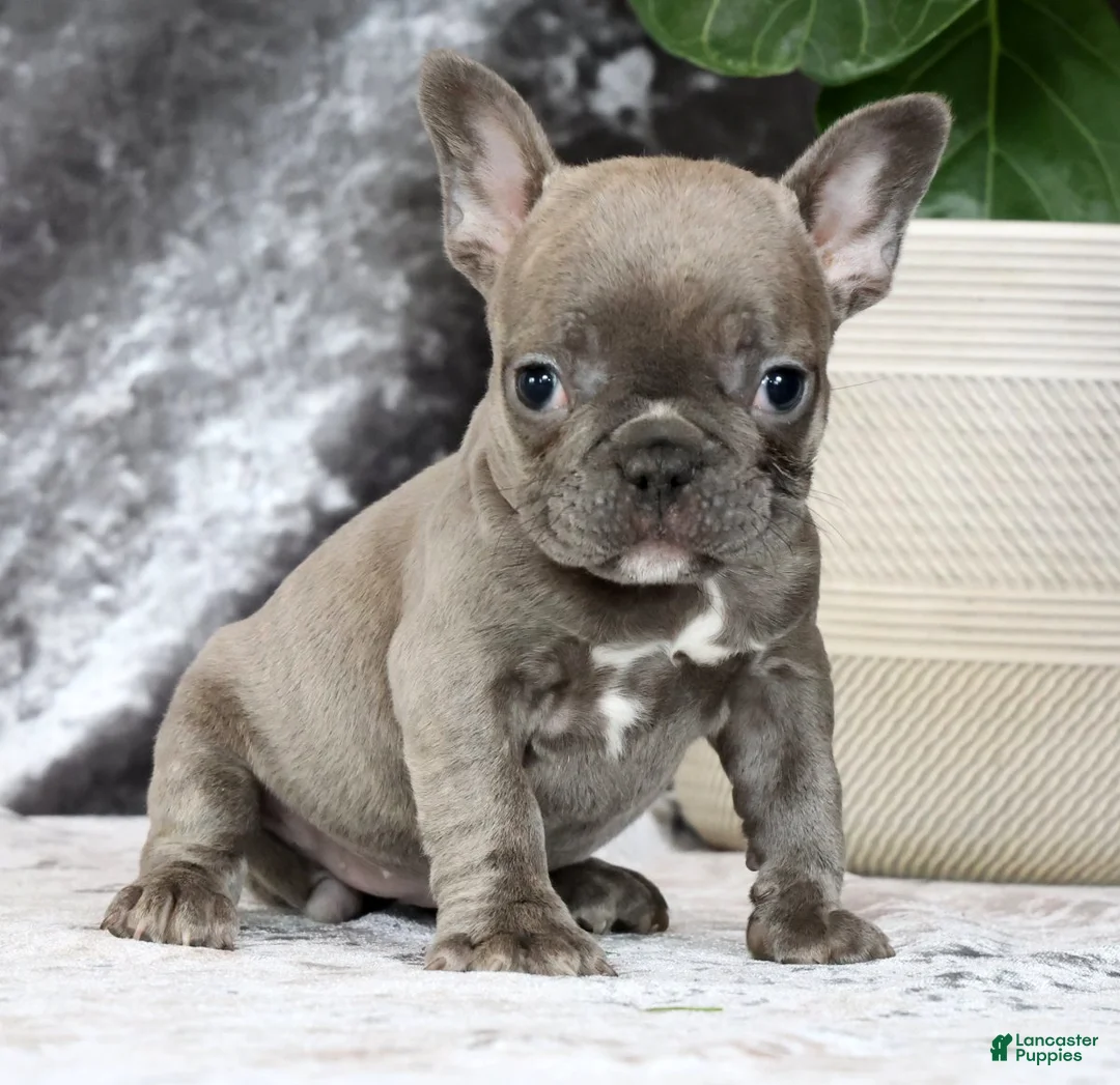 French Bulldog dogs for sale: Blossom - Ad 1