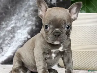 French Bulldog dogs for sale: Blossom - Ad 2