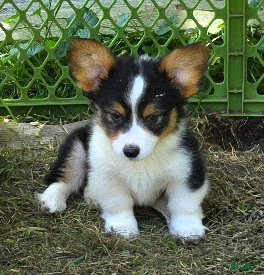 Welsh Corgi Pembroke dogs Duffy the fluffy - Ad 2