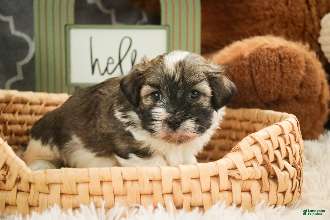 Havanese dogs for sale:  Snickerdoodle - Ad 1