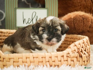 Havanese dogs Snickerdoodle - Ad 29