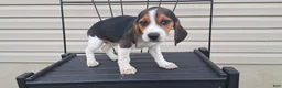 Beagle dogs for sale: WILLOW - Ad 3