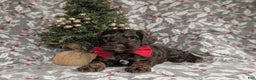 Cockapoo dogs for sale: Ashton Chocolate - Ad 6